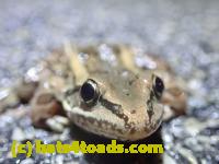 /home//u458753944/public_html/sourcegallery///////Roxborough Toad Detour/2022/2022-03-17/P3170877.JPG